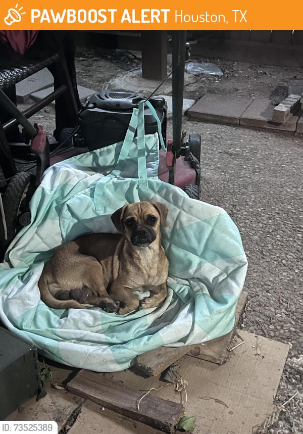 Found/Stray Female Dog last seen Dairy ashford and bellaire, Houston, TX 77072