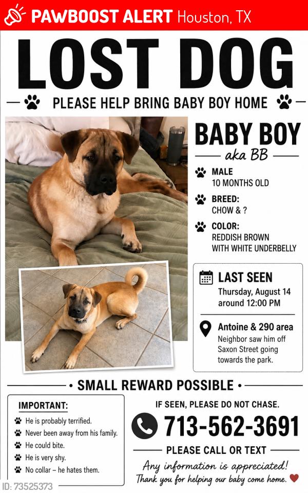 Lost Male Dog last seen Antione / 290, Houston, TX 77092