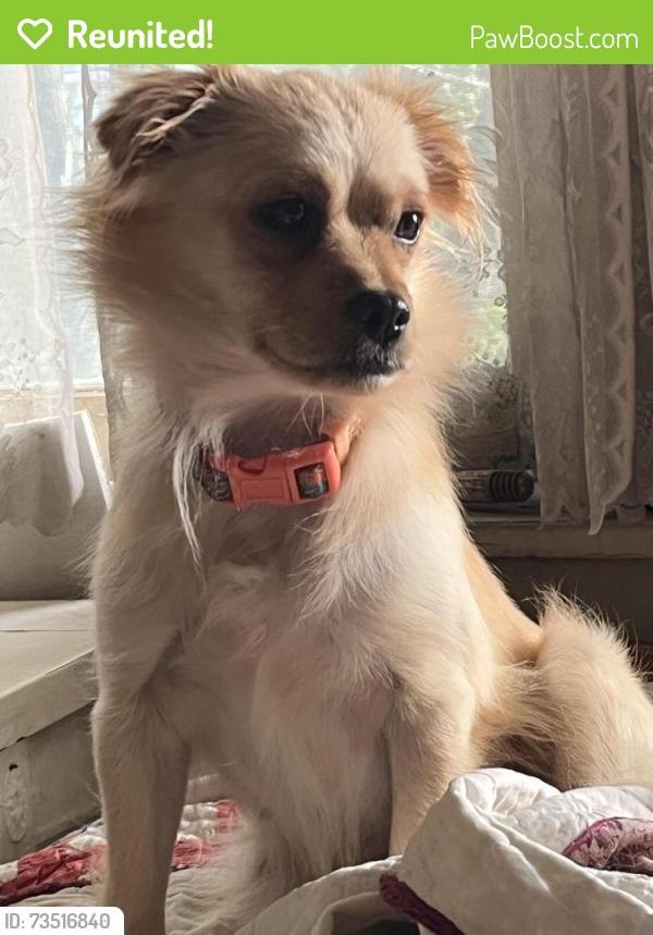 Reunited Female Dog last seen Area of Sanders St, Hutchinson St. Savannah Ave.; general Regent Square Neighborhood, Pittsburgh, PA 15218