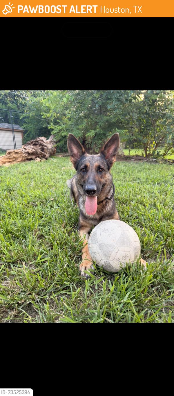 Found/Stray Female Dog last seen Beechnut and mullins, Houston, TX 77004
