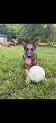 Found/Stray Female Dog last seen Beechnut and mullins, Houston, TX 77004