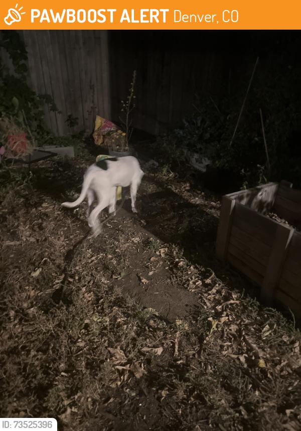 Found/Stray Male Dog last seen Near N Marion St, Denver, CO, USA, Denver, CO 80205