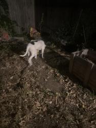 Found/Stray Male Dog last seen Near N Marion St, Denver, CO, USA, Denver, CO 80205