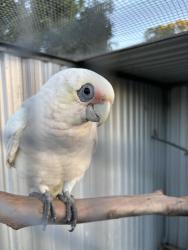 Lost Male Bird last seen Strathpine street, Salisbury East, Salisbury East, SA 5109
