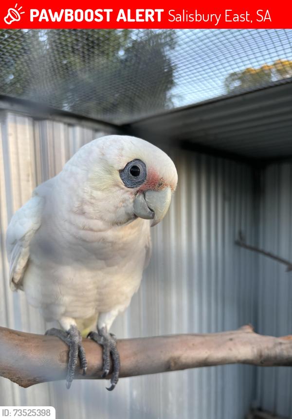 Lost Male Bird last seen Strathpine street, Salisbury East, Salisbury East, SA 5109