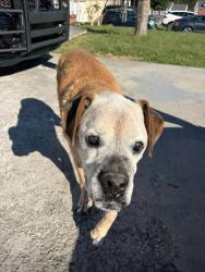 Reunited Female Dog last seen Meadows of Millertown, Knoxville, TN 37924