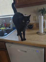 Reunited Male Cat last seen Last seen near the hse, Bellview, FL 32526