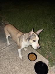 Found/Stray Female Dog last seen Beechnut & Fondren, Houston, TX 77074