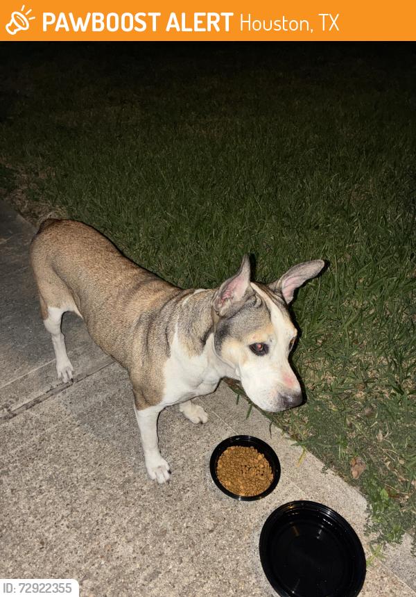 Found/Stray Female Dog last seen Beechnut & Fondren, Houston, TX 77074