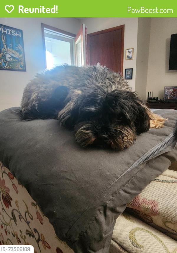 Reunited Male Dog last seen Near W Hill Rd, Elmira, NY 14905, USA, Elmira, NY 14903