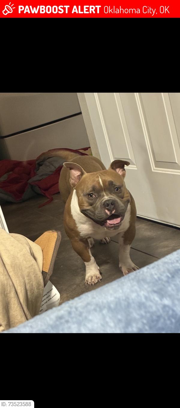 Lost Female Dog last seen 39th and Sara Rd Yukon Ok, Oklahoma City, OK 73064