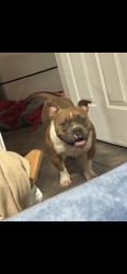 Lost Female Dog last seen 39th and Sara Rd Yukon Ok, Oklahoma City, OK 73064