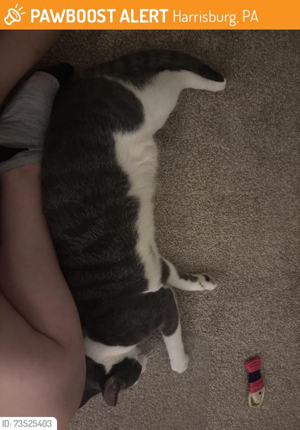 Found/Stray Male Cat last seen The pines apmt, Harrisburg, PA 17109