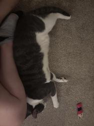 Found/Stray Male Cat last seen The pines apmt, Harrisburg, PA 17109