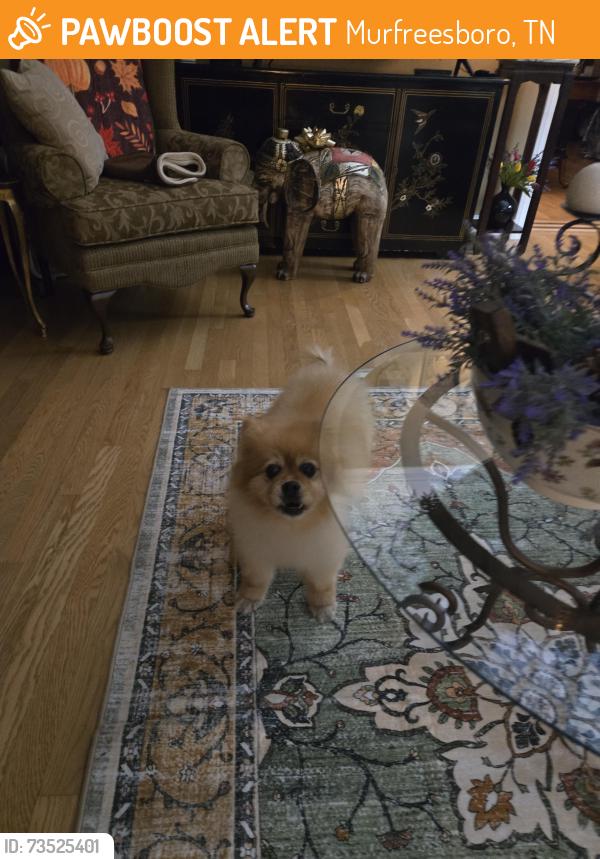 Found/Stray Unknown Dog last seen SE Broad St Kensington, Murfreesboro, TN 37129