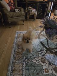 Found/Stray Unknown Dog last seen SE Broad St Kensington, Murfreesboro, TN 37129