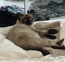 Reunited Male Cat last seen Hermosa & Victoria, Rancho Cucamonga, CA 91701