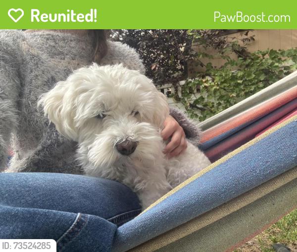 Reunited Male Dog last seen Near cinnamon ridge drive, Provo, UT 84606