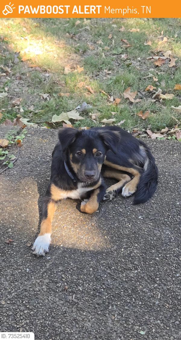 Found/Stray Female Dog last seen Craigmont high school, Memphis, TN 38128
