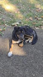Found/Stray Female Dog last seen Craigmont high school, Memphis, TN 38128