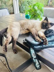 Lost Male Cat last seen Harveston lake, Murrieta, CA 92563