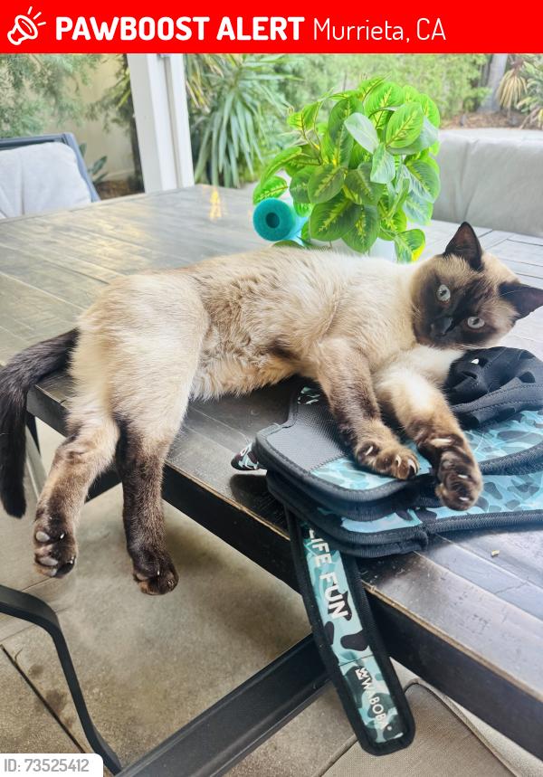 Lost Male Cat last seen Harveston lake, Murrieta, CA 92563