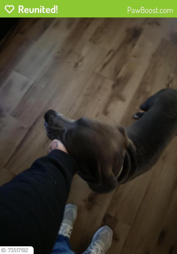Reunited Male Dog last seen Durado and atlas, Killeen, TX 76542