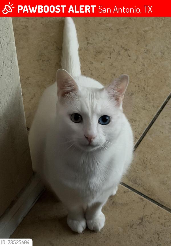 Lost Male Cat last seen The higline apmt complex, San Antonio, TX 78249