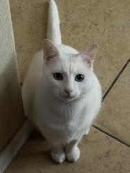 Lost Male Cat last seen The higline apmt complex, San Antonio, TX 78249