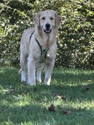 Lost Male Dog last seen Near E. Galbraith and headed towards Ridge Rd., Reading, OH 45215