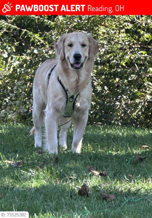 Lost Male Dog last seen Near E. Galbraith and headed towards Ridge Rd., Reading, OH 45215