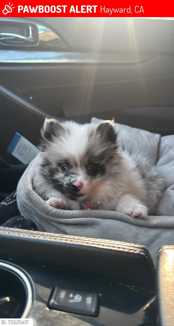 Lost Female Dog last seen Main st hayward, Hayward, CA 94541