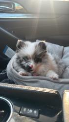 Lost Female Dog last seen Main st hayward, Hayward, CA 94541