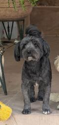 Lost Male Dog last seen Perla Ln, Peña Blanca, NM 87041
