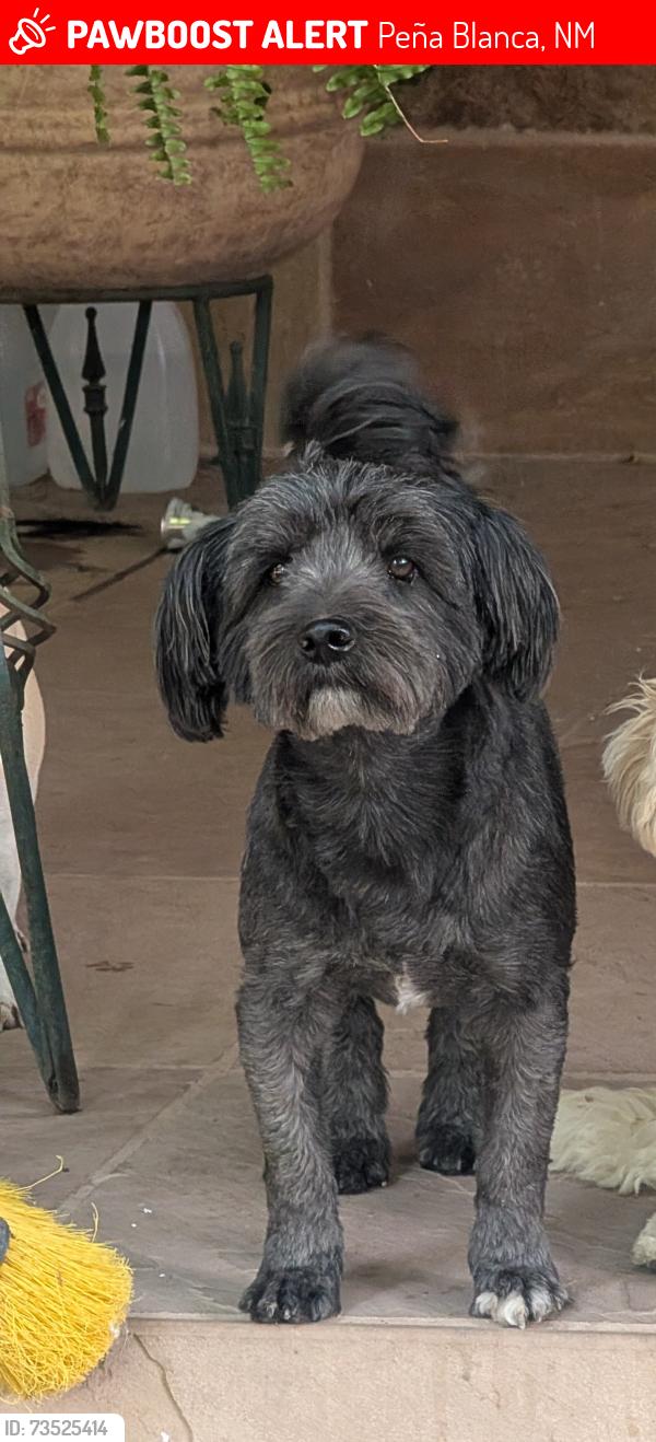 Lost Male Dog last seen Perla Ln, Peña Blanca, NM 87041