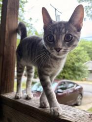 Lost Male Cat last seen Near dundeen st, Charlotte, NC 28216