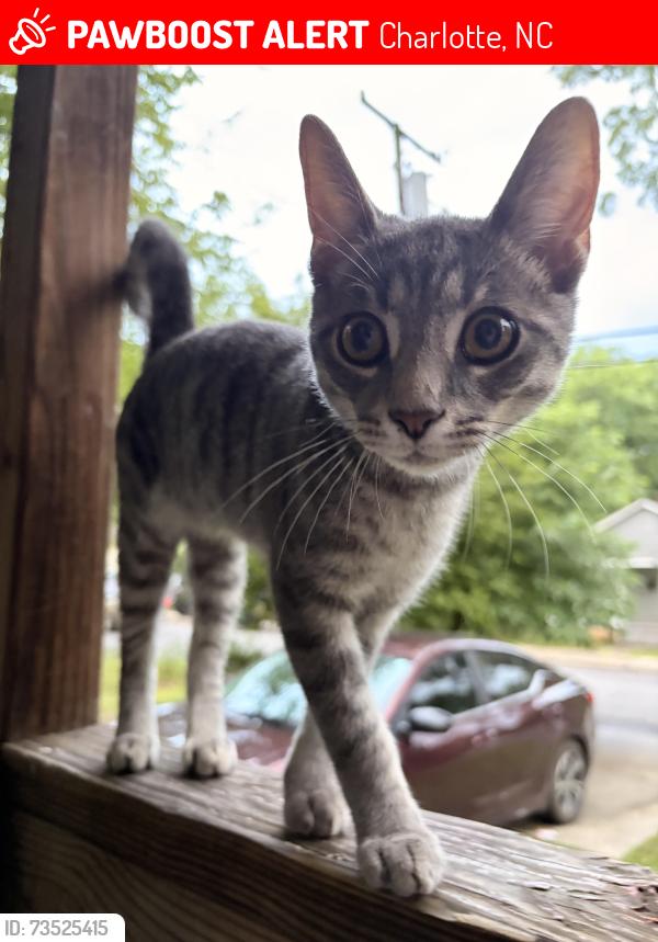 Lost Male Cat last seen Near dundeen st, Charlotte, NC 28216