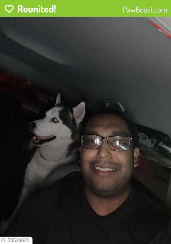 Reunited Male Dog last seen Yacht Bayshore yacht and tennis club, North Bay Village, FL 33141