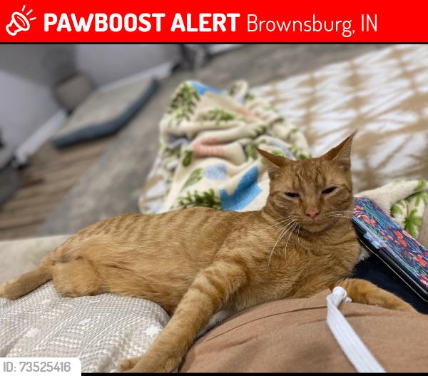 Lost Male Cat last seen Near North and Odell, Brownsburg, IN 46112