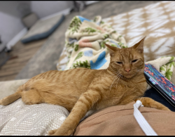 Lost Male Cat last seen Near North and Odell, Brownsburg, IN 46112