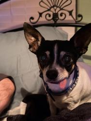 Lost Female Dog last seen W Elmira Dr and S La Habra Dr, Las Vegas, NV 89118