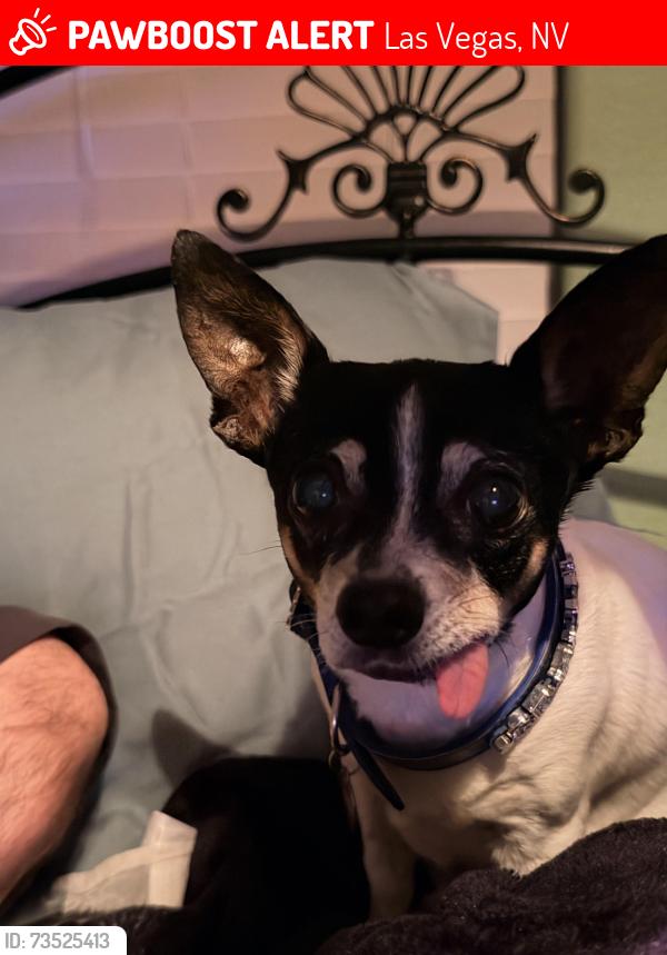 Lost Female Dog last seen W Elmira Dr and S La Habra Dr, Las Vegas, NV 89118