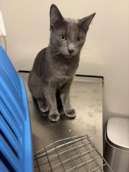 Reunited Male Cat last seen Near Sacred Heart, Pittsburgh, PA 15206