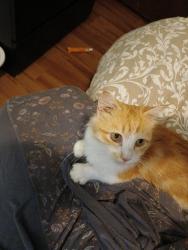 Reunited Female Cat last seen East 49 avenue and Arlington street, Vancouver, Vancouver, BC V5S 1H7