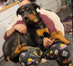 Reunited Female Dog last seen Coriander Dr & Whitehaven St, Oak Hills, CA 92344, USA, Oak Hills, CA 92344