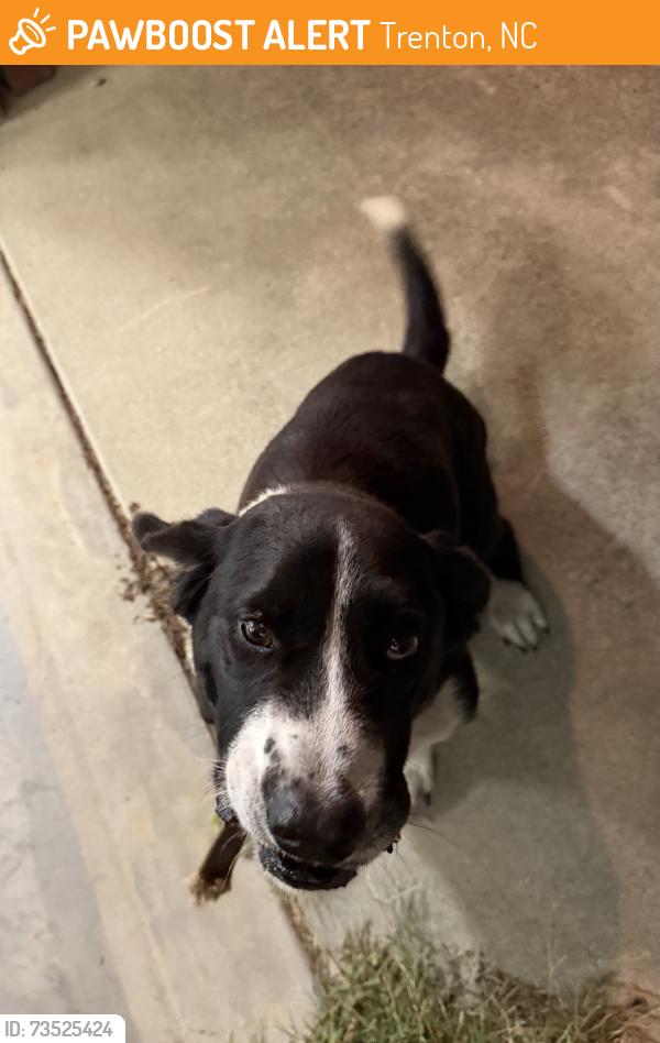 Found/Stray Male Dog last seen Phillips Crossroads, Trenton, NC 28585