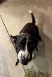 Found/Stray Male Dog last seen Phillips Crossroads, Trenton, NC 28585