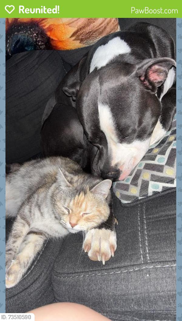Reunited Female Cat last seen Rogers Public Library, Rogers, AR 72758