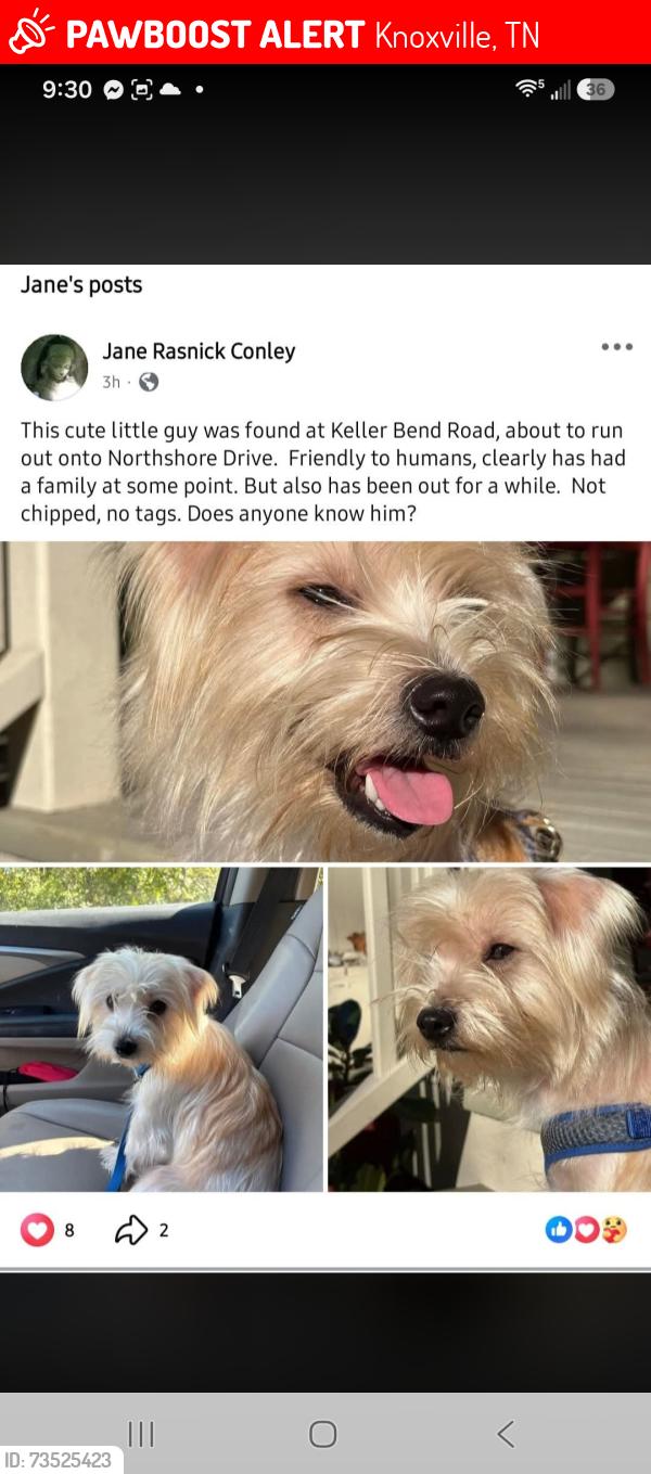 Lost Male Dog last seen Tedford rd, Knoxville, TN 37922