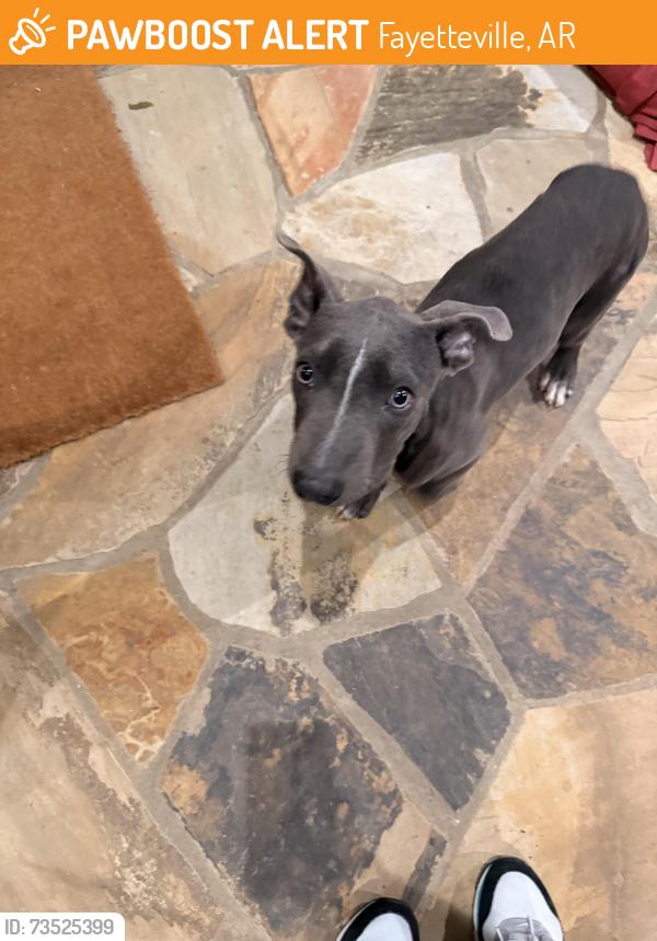 Found/Stray Female Dog last seen Near West Persimmon Street, Fayetteville, AR, USA, Fayetteville, AR 72704
